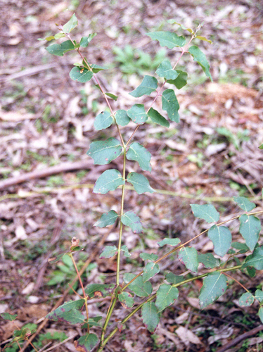 Eucalyptus dunnii, photograph 3
