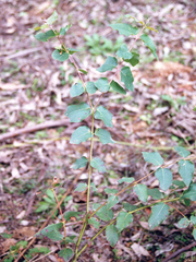 Eucalyptus dunnii, photograph (c) Lachlan Copeland, some rights reserved (CC BY-SA)