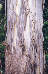 Eucalyptus dunnii