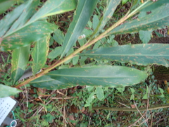 Alpinia sessiliflora