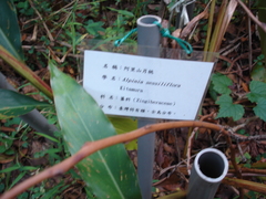 Alpinia sessiliflora