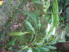Alpinia sessiliflora