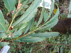 Alpinia sessiliflora