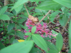 Medinilla formosana