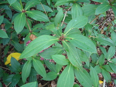 Medinilla formosana