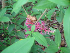 Medinilla formosana