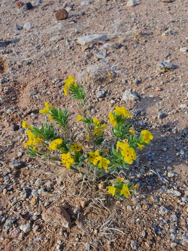 Noble Arnebia (Arnebia guttata)