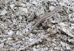 Microlophus quadrivittatus