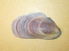 Modiolus adriaticus