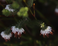 Erica cumuliflora