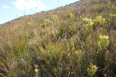 Erica cumuliflora