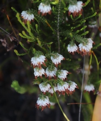 Erica cumuliflora