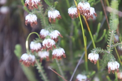 Erica cumuliflora