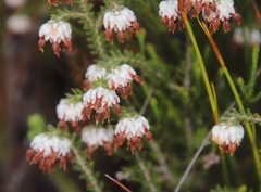 Erica cumuliflora
