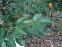 Syzygium acuminatissimum