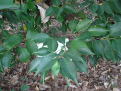 Syzygium acuminatissimum