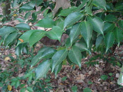 Syzygium acuminatissimum