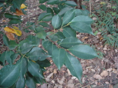 Syzygium acuminatissimum