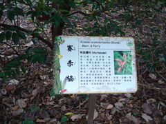 Syzygium acuminatissimum