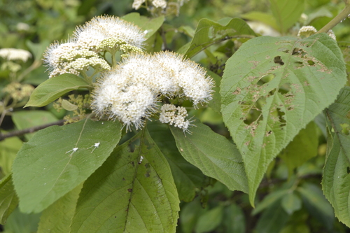 Callicarpa acuminata (Callicarpa acuminata)