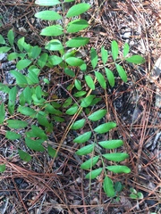 Rhus copallina image