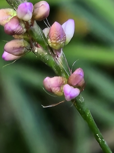 low smartweed