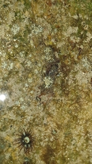Anthopleura handi