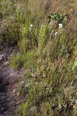 Erica cumuliflora