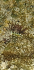Anthopleura handi
