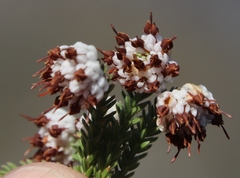 Erica cumuliflora