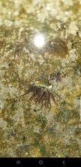 Anthopleura handi