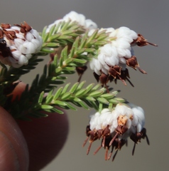 Erica cumuliflora