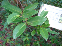 Syzygium kusukusuense