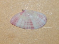 Moerella