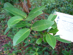 Syzygium kusukusuense