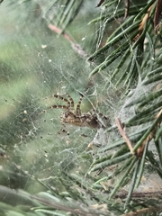 Barronopsis texana