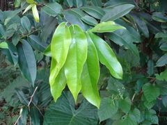 Diospyros blancoi