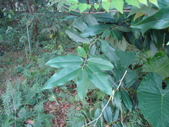 Diospyros blancoi