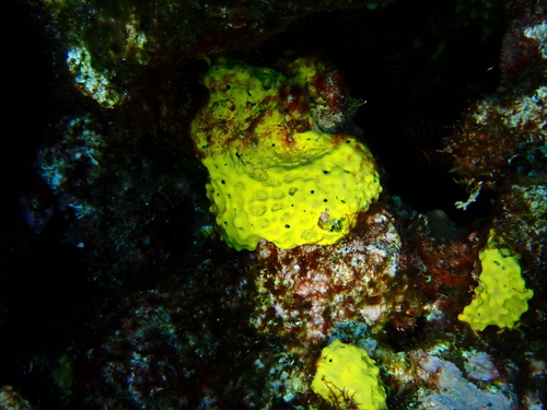 Pseudoceratina verrucosa