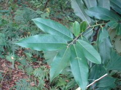 Diospyros blancoi