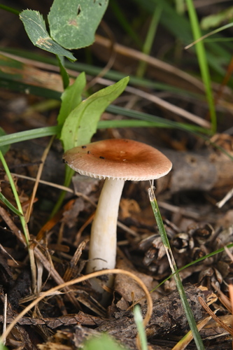 Russula