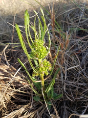 Xysmalobium brownianum