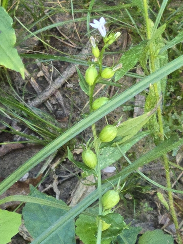 Indian tobacco