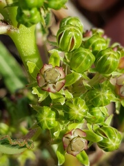 Xysmalobium brownianum