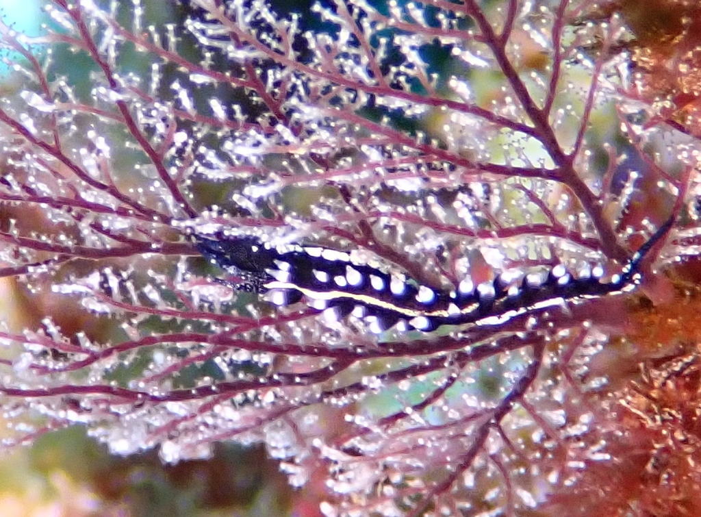 Solanderia Aeolid