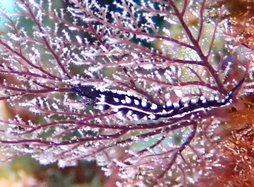 Solanderia Aeolid