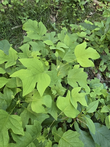Tulip Tree