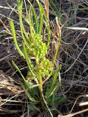 Xysmalobium brownianum