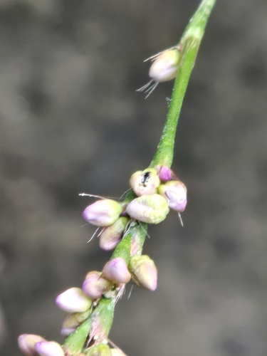low smartweed