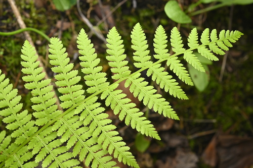 Athyrium yokoscense (Athyrium yokoscense)